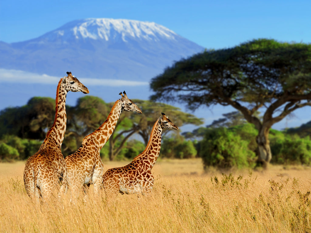 🌍 The Leaf & Legacy Journey — Kenya Tea, Coffee &amp; Safari Experience