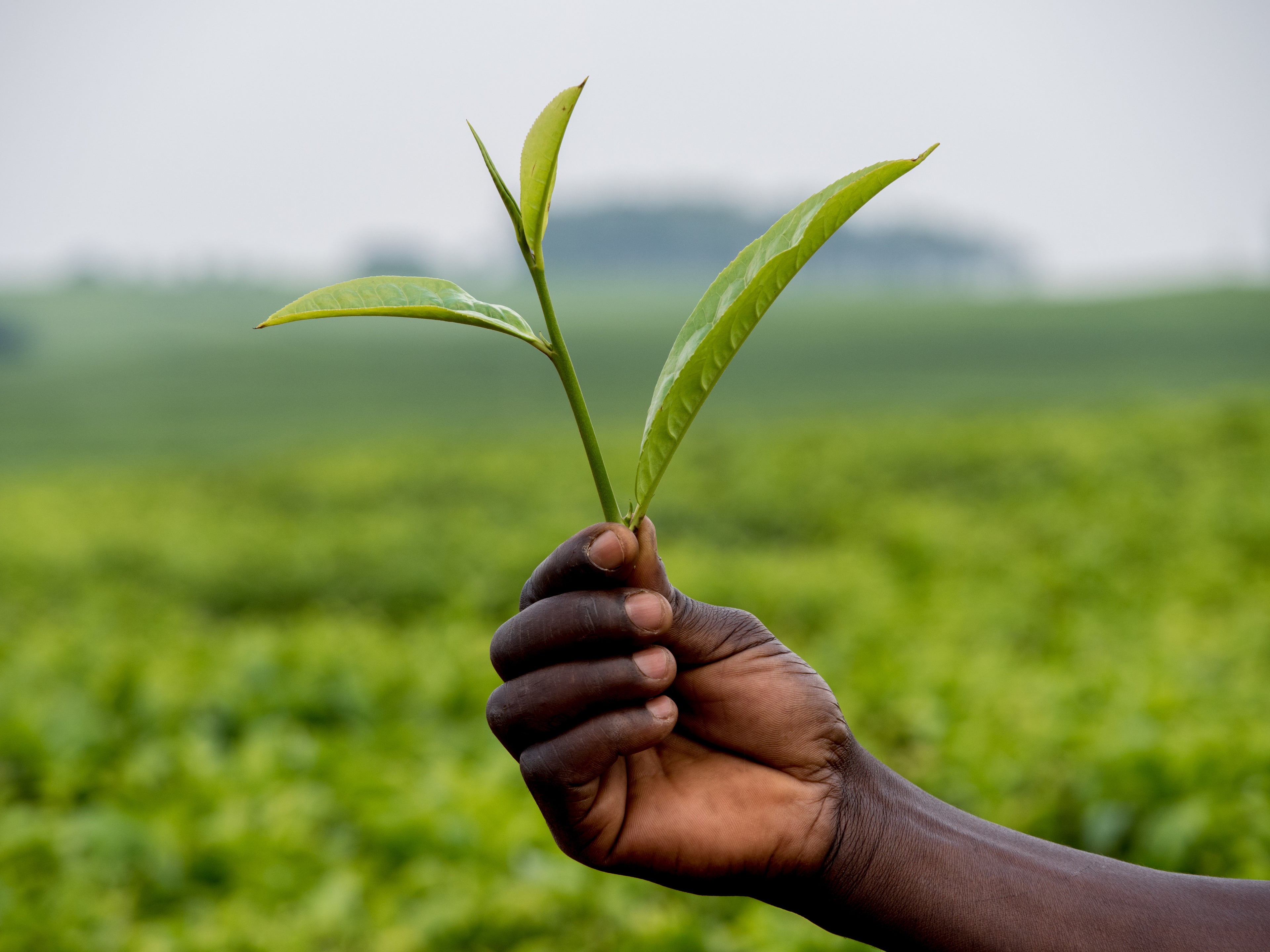 🌿The Ultimate Gift for Tea‑Loving Moms — a journey to the heart of Kenya🌿