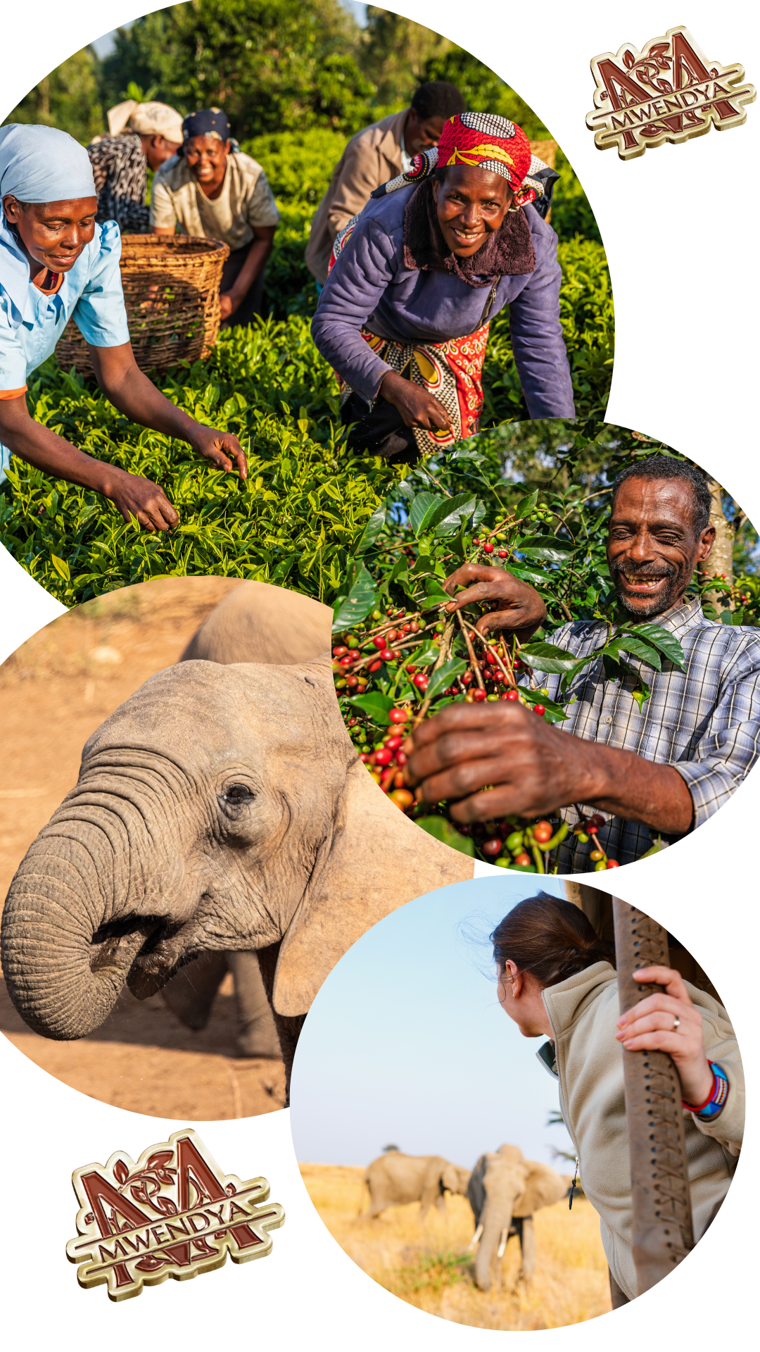 🌿The Ultimate Gift for Tea‑Loving Moms — a journey to the heart of Kenya🌿