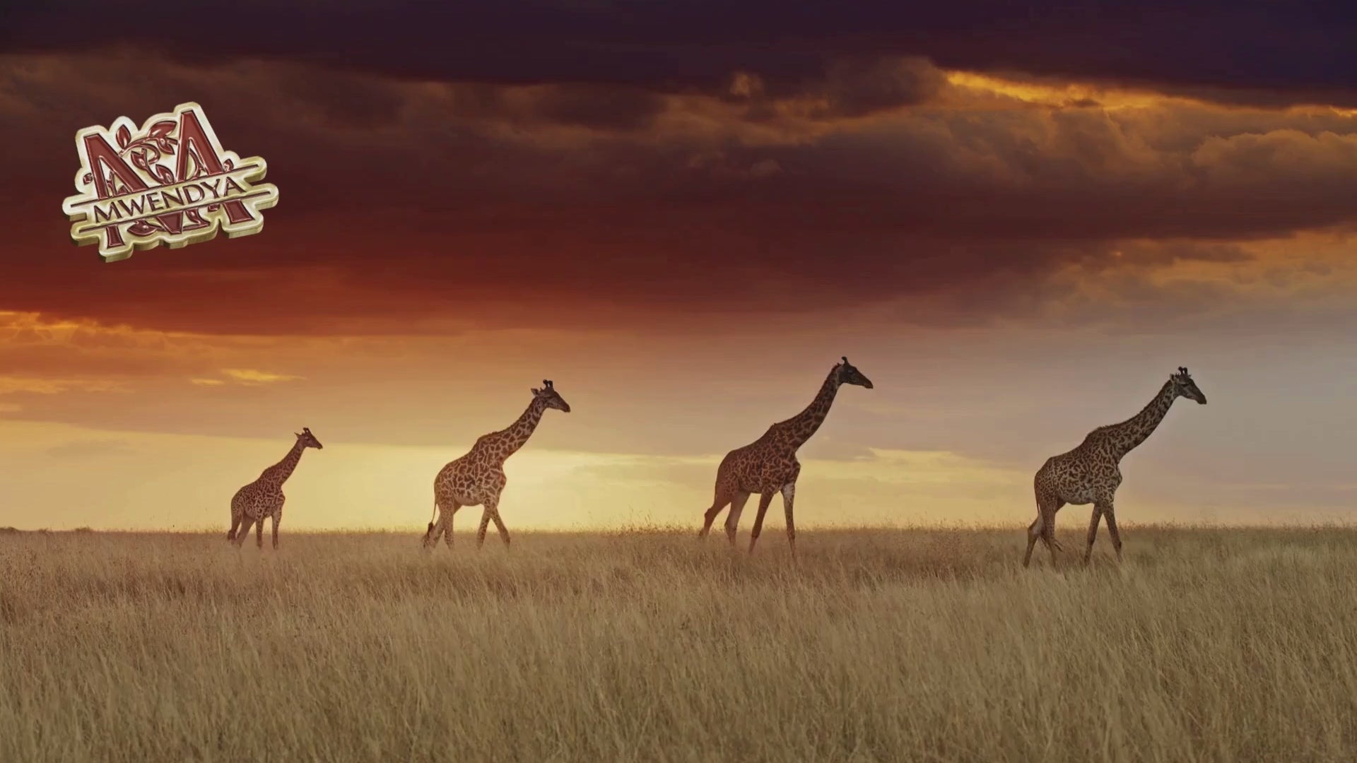 🌍 The Leaf & Legacy Journey — Kenya Tea, Coffee &amp; Safari Experience